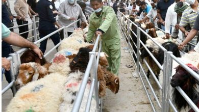 المسالخ جاهزة للأضاحي