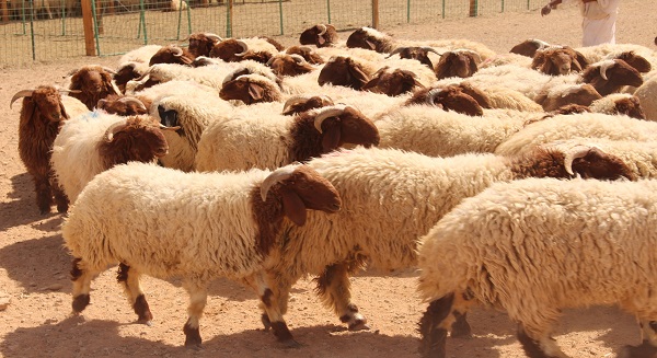 65ea7f51-a4da-4e6d-8038-a6331a655869 - جريدة الوفاق الالكترونية