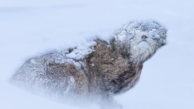 1-23 - جريدة الوفاق الالكترونية
