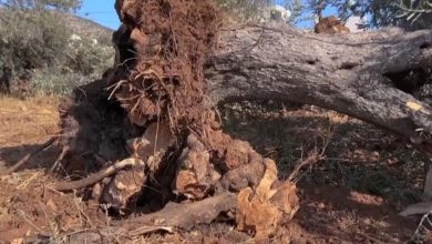 G40N92ZXIAAJ98a - جريدة الوفاق الالكترونية