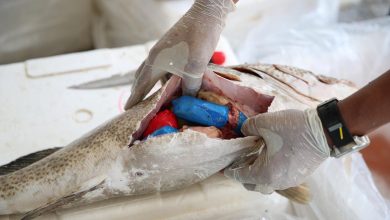 G8HdejzWUAUdnUS - جريدة الوفاق الالكترونية